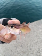 ネンブツダイの釣果