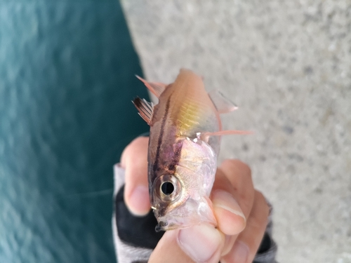 ネンブツダイの釣果