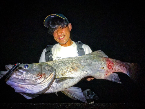 ヒラスズキの釣果