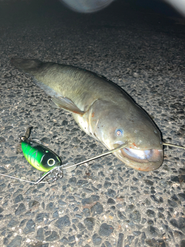 ナマズの釣果