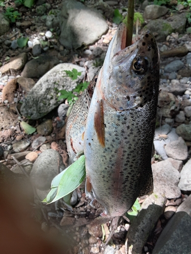 ニジマスの釣果