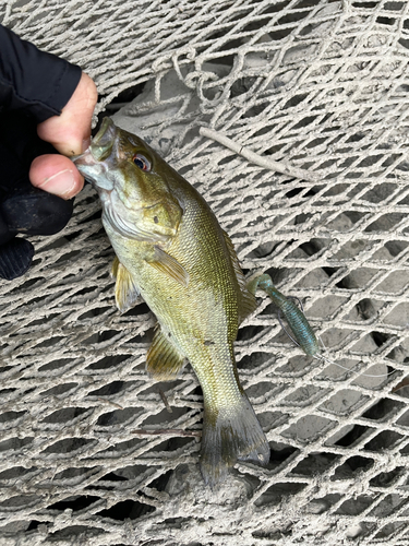 スモールマウスバスの釣果