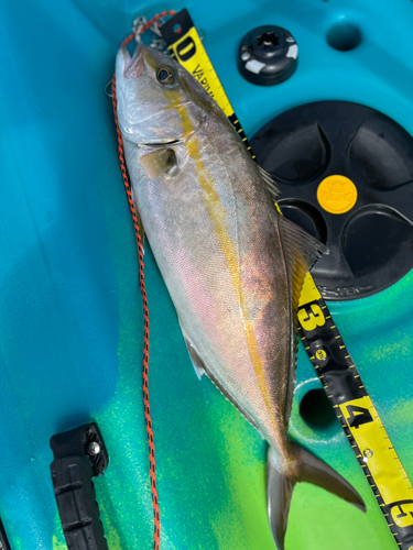 ショゴの釣果