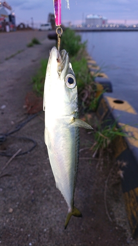 サバの釣果