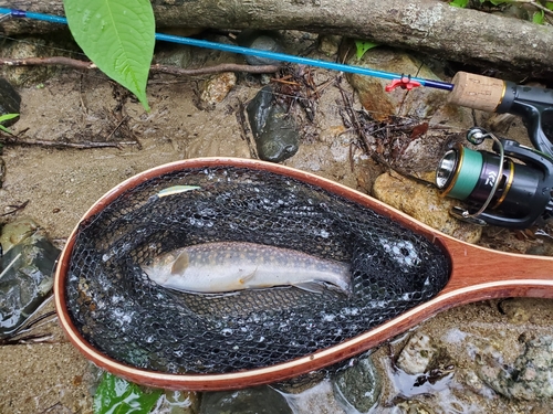 イワナの釣果