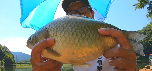 ヘラブナの釣果