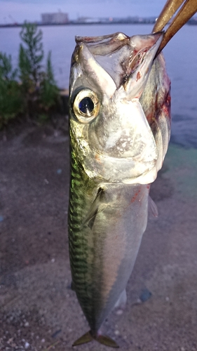 釣果