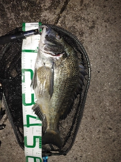 クロダイの釣果