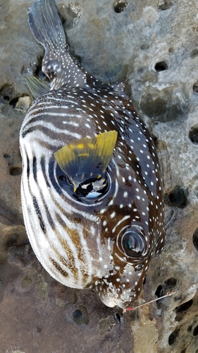 サザナミフグの釣果