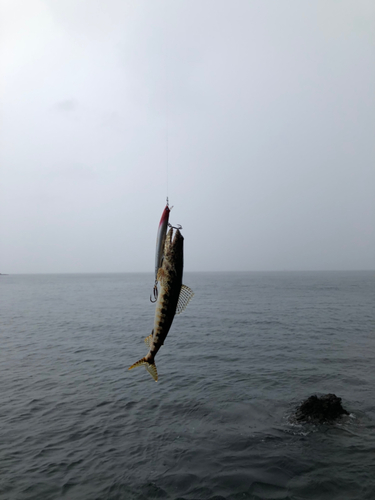 アカエソの釣果