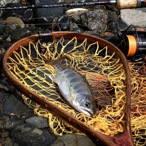 アマゴの釣果