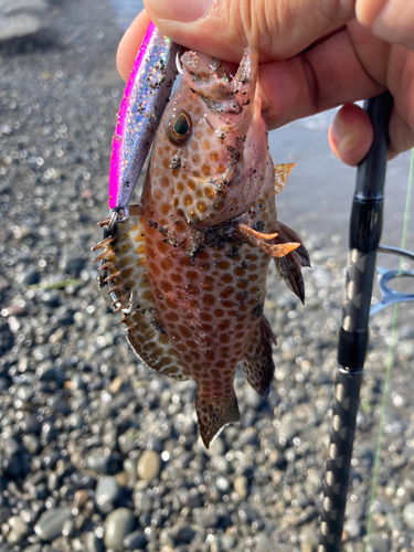 オオモンハタの釣果