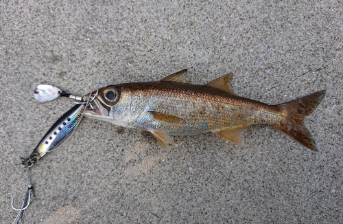 ムツの釣果