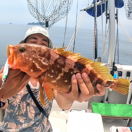 キジハタの釣果