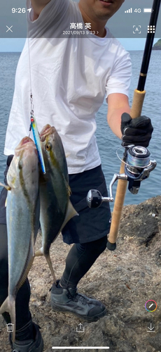 カンパチの釣果