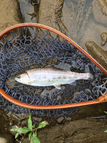 アマゴの釣果