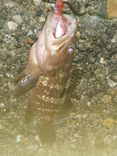 キジハタの釣果