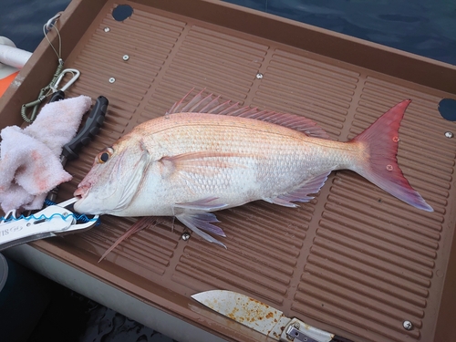 マダイの釣果