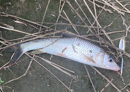 ニゴイの釣果