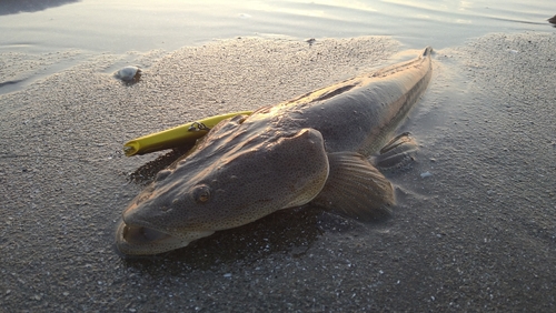 マゴチの釣果