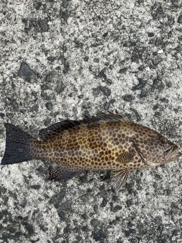 オオモンハタの釣果