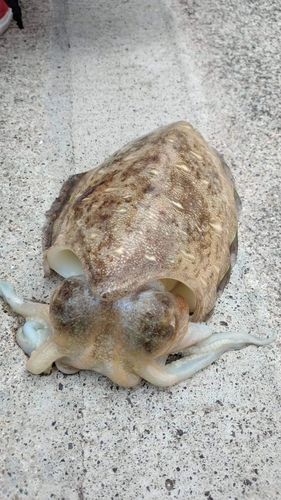 モンゴウイカの釣果