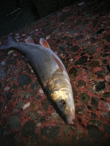 ウグイの釣果