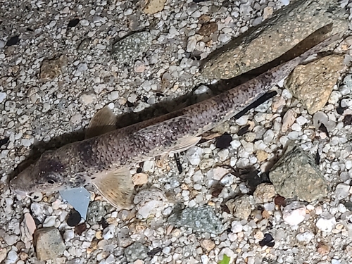 カマツカの釣果