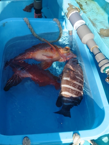 マハタの釣果