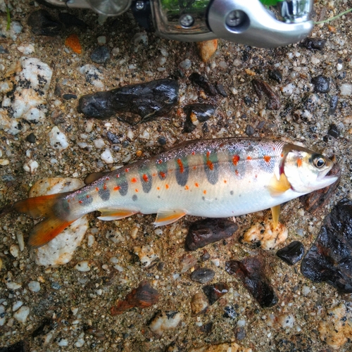 アマゴの釣果