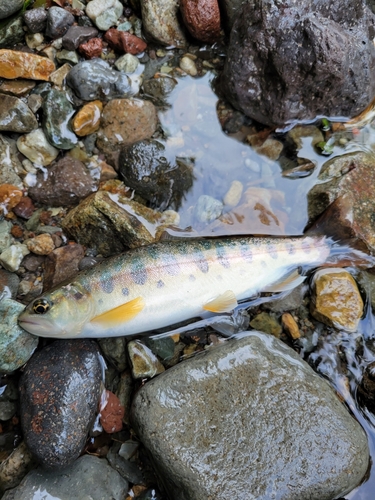 ヤマメの釣果