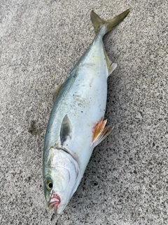 ワカシの釣果