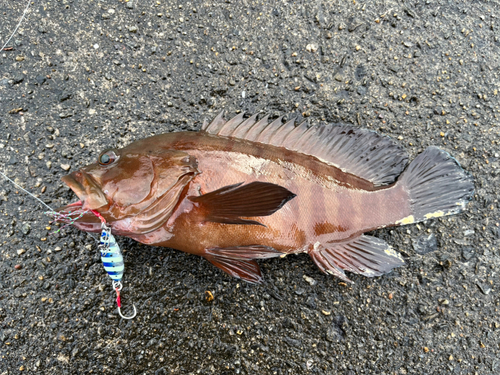 ヤミハタの釣果