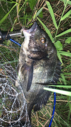 チヌの釣果