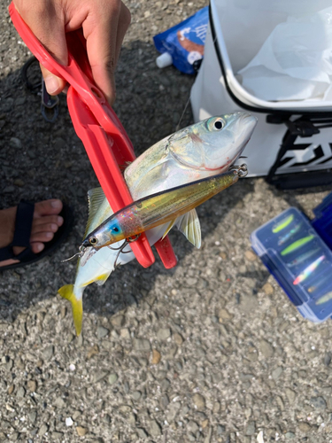 ネイリの釣果