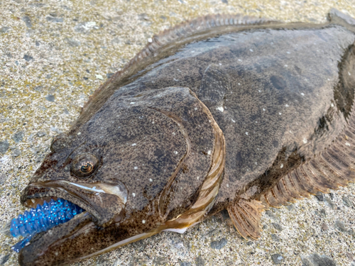 ヒラメの釣果