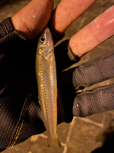 キスの釣果