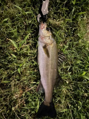 スズキの釣果