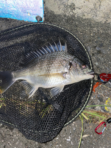 キビレの釣果