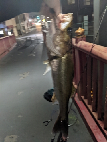 マルスズキの釣果