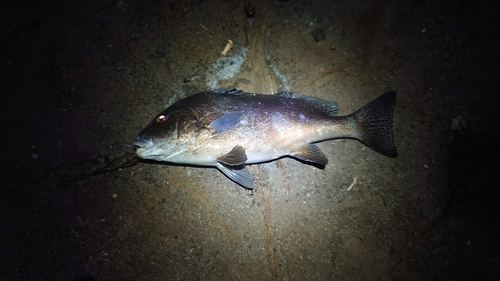 コロダイの釣果