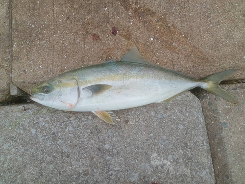 メジロの釣果