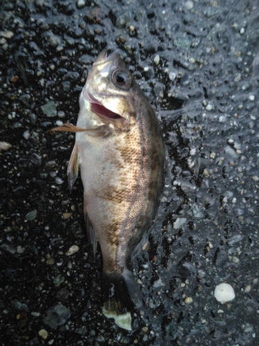 メバルの釣果