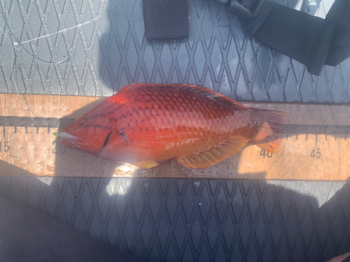 アカササノハベラの釣果