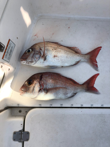 タイの釣果