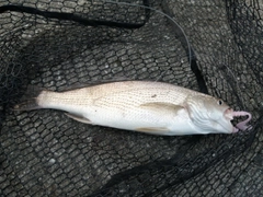 イシモチの釣果