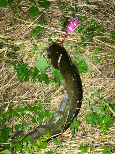 ナマズの釣果