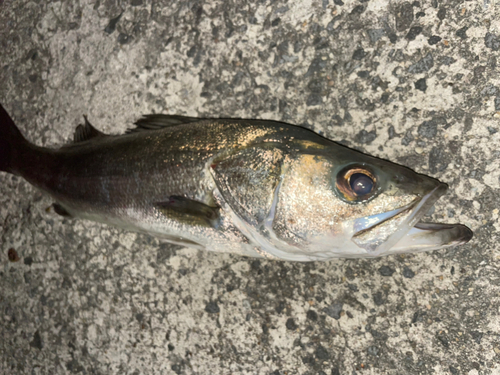 スズキの釣果