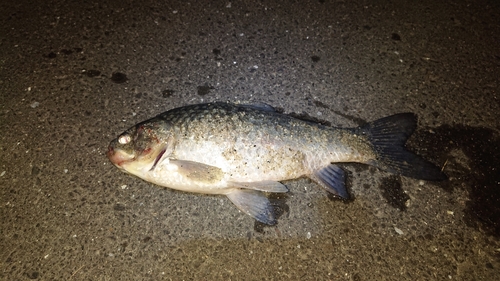 ウナギの釣果