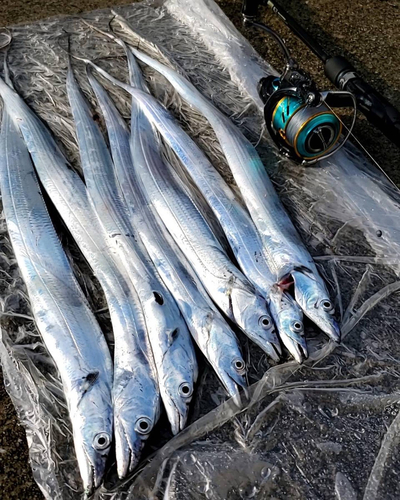 タチウオの釣果